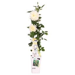 Hoogeveen Rosa Crazy in love 'Vanilla' - Creme Roos (8719075297100)