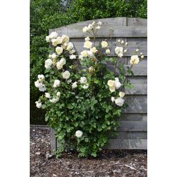Hoogeveen Rosa Crazy in love 'Vanilla' - Creme Roos (8719075297100)