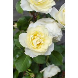 Hoogeveen Rosa Crazy in love 'Vanilla' - Creme Roos (8719075297100)