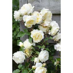 Hoogeveen Rosa Crazy in love 'Vanilla' - Creme Roos (8719075297100)