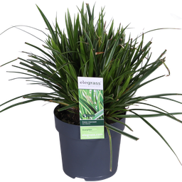 Hoogeveen Carex morrowii 'Ice Dance' (4260377082085)