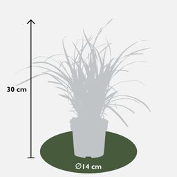 Hoogeveen Carex morrowii 'Ice Dance' (4260377082085)