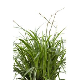 Hoogeveen Carex morrowii 'Ice Dance' (4260377082085)