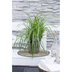 Hoogeveen Carex morrowii 'Ice Dance' (4260377082085)