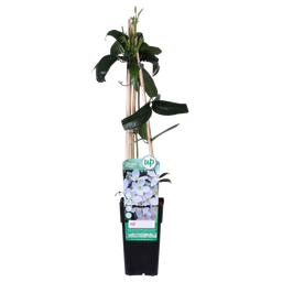 Hoogeveen Clematis armandii - Groenblijvende Clematis Wit (8712044889054)