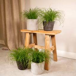 Cyperus Alternifolius (Kattengras) - 4 stuks (10284)