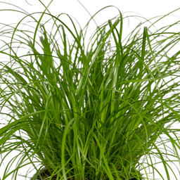 Cyperus Alternifolius (Kattengras) - 4 stuks (10284)