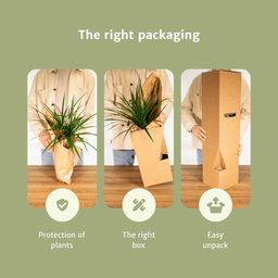 Cyperus Alternifolius (Kattengras) - 4 stuks (10284)