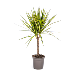 Dracaena Marginata Sunray Ø17cm - ↕60 (4250308314743)
