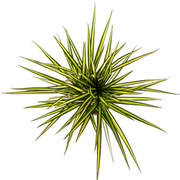 Dracaena Marginata Sunray Ø17cm - ↕60 (4250308314743)