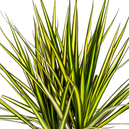 Dracaena Marginata Sunray Ø17cm - ↕60 (4250308314743)