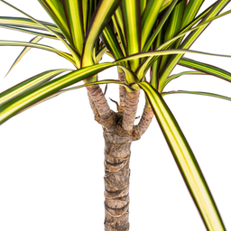 Dracaena Marginata Sunray Ø17cm - ↕60 (4250308314743)