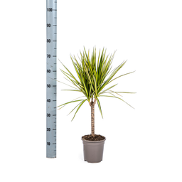 Dracaena Marginata Sunray Ø17cm - ↕60 (4250308314743)