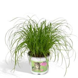 Cyperus Alternifolius - Kattengras (8720634284325)