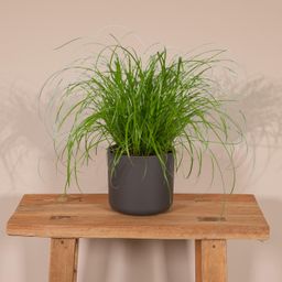 Cyperus Alternifolius - Kattengras (8720634284325)