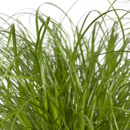 Cyperus Alternifolius - Kattengras (8720634284325)
