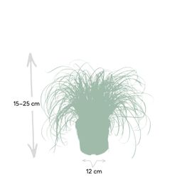 Cyperus Alternifolius - Kattengras (8720634284325)