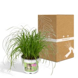 Cyperus Alternifolius - Kattengras (8720634284325)