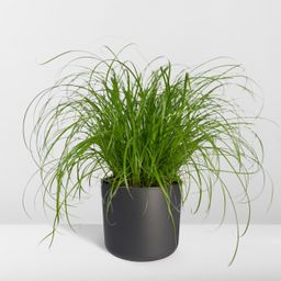 Cyperus Alternifolius - Kattengras (8720634284325)