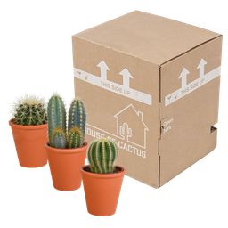 House of cactus Cactus mix 8.5 cm - 3x - in terracotta pot (8720387961191)