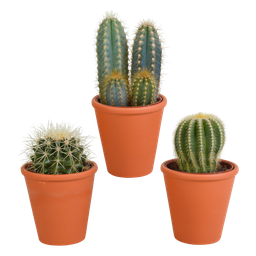 House of cactus Cactus mix 8.5 cm - 3x - in terracotta pot (8720387961191)