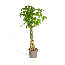 Pachira Aquatica (4250308315283)