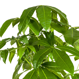 Pachira Aquatica (4250308315283)