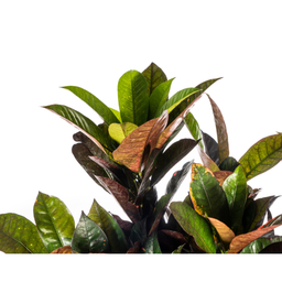 Codiaeum 'Croton' Iceton (4250308313807)