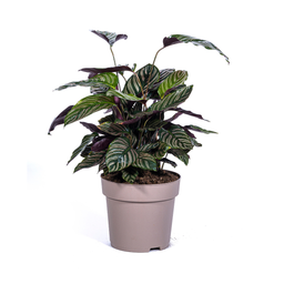 Calathea Ornata Sanderiana (4250308313722)