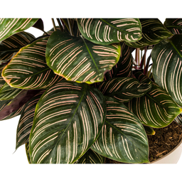 Calathea Ornata Sanderiana (4250308313722)