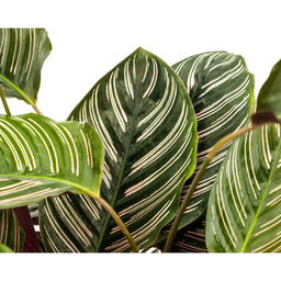 Calathea Ornata Sanderiana (4250308313722)