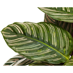 Calathea Ornata Sanderiana (4250308313722)