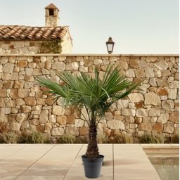 Trachycarpus Fortuneii - 220 (8721055693109)