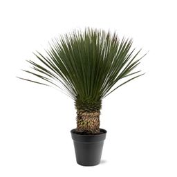 Yucca Rostrata - 80 - 100cm- Ø38 (8721055693123)