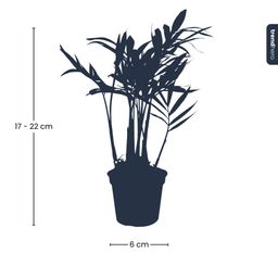 Parlour Palm - Chamaedorea elegans 'baby' - Terrarium plant - potmaat 6 (8720872022499)