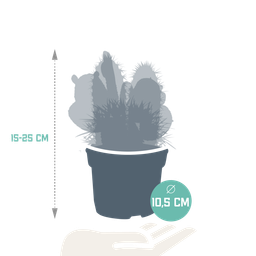 House of cactus Cactus mix 10.5 cm - 3x - zonder pot (8720387961375)