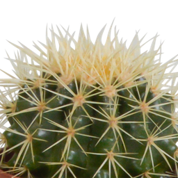 House of cactus Cactus mix 10.5 cm - 3x - zonder pot (8720387961375)