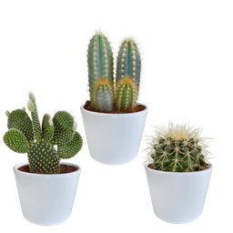 House of cactus Cactus mix 10.5 cm - 3x - in witte pot (8720618070197)