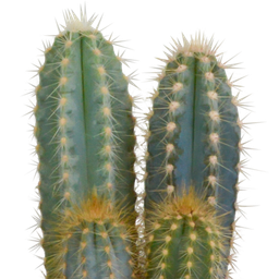 House of cactus Cactus mix 10.5 cm - 3x - in witte pot (8720618070197)