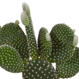 House of cactus Cactus mix 10.5 cm - 3x - in witte pot (8720618070197)