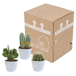 House of cactus Cactus mix 10.5 cm - 3x - in witte pot (8720618070197)