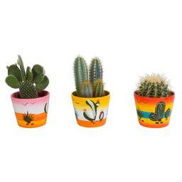 House of cactus Cactus mix 10.5 cm - in Mexicaanse pot - 3x (10576)