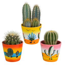 House of cactus Cactus mix 8.5 cm - 3x - in Mexicaanse pot (8720387961207)