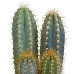 House of cactus Cactus mix 8.5 cm - 3x - in Mexicaanse pot (8720387961207)