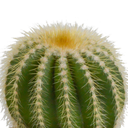 House of cactus Cactus mix 8.5 cm - 3x - in Mexicaanse pot (8720387961207)