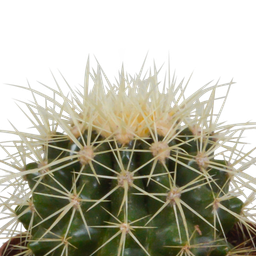 House of cactus Cactus mix 8.5 cm - 3x - in Mexicaanse pot (8720387961207)