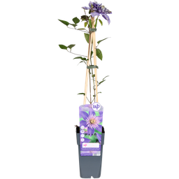 Hoogeveen Clematis Multi Blue - Clematis Blauw (8712044838663)