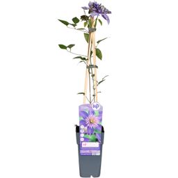 Hoogeveen Clematis Multi Blue - Clematis Blauw (8712044838663)