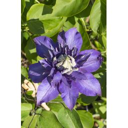 Hoogeveen Clematis Multi Blue - Clematis Blauw (8712044838663)