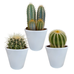 House of cactus Cactus mix 8.5 cm - 3x - in witte pot (8720618070142)